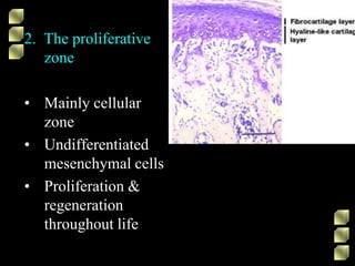 2. The proliferative
zone
• Mainly cellular
zone
• Undifferentiated
mesenchymal cells
• Proliferation &
regeneration
throughout life
 
