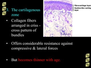 3. The cartilagenous
zone
• Collagen fibers
arranged in criss -
cross pattern of
bundles
• Offers considerable resistance against
compressive & lateral forces
• But becomes thinner with age.
 