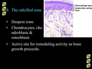 4. The calcified zone
• Deepest zone
• Chondrocytes, cho
ndroblasts &
osteoblasts
• Active site for remodeling activity as bone
growth proceeds.
 