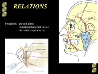 RELATIONS
Posteriorly - parotid gland
Superficial temporal vessels
Auriculotemporal nerve
 