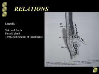RELATIONS
Laterally –
Skin and fascia
Parotid gland
Temporal branches of facial nerve
 