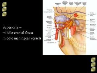 Superiorly –
middle cranial fossa
middle meningeal vessels
 