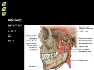 Inferiorly –
maxillary
artery
&
vein
 