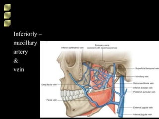 Inferiorly –
maxillary
artery
&
vein
 