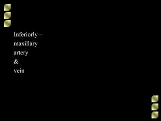 Inferiorly –
maxillary
artery
&
vein
 