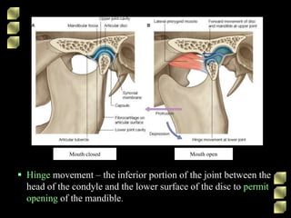 Mouth closed Mouth open
 Hinge movement – the inferior portion of the joint between the
head of the condyle and the lower surface of the disc to permit
opening of the mandible.
 