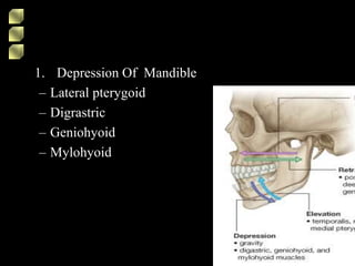1. Depression Of Mandible
– Lateral pterygoid
– Digrastric
– Geniohyoid
– Mylohyoid
 
