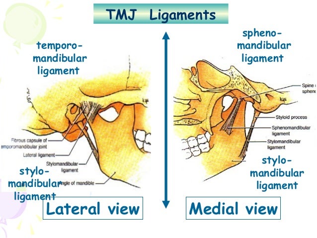 tmj diagram tmj anatomy diagram tmj concepts elsavadorla tmj diagram tmj anatomy diagram tmj concepts elsavadorla