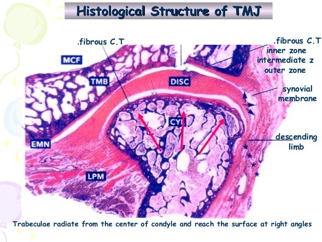 hyaline cartilage