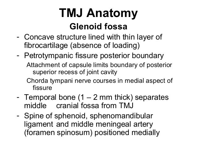 TMJ Anatomy