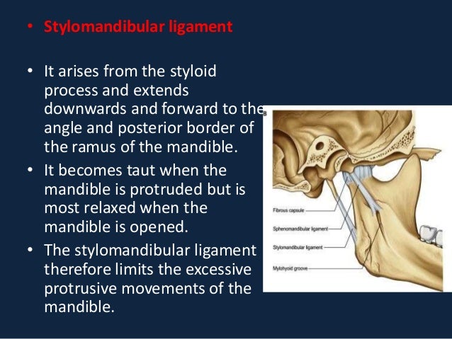 tmj anatomy tmj anatomy