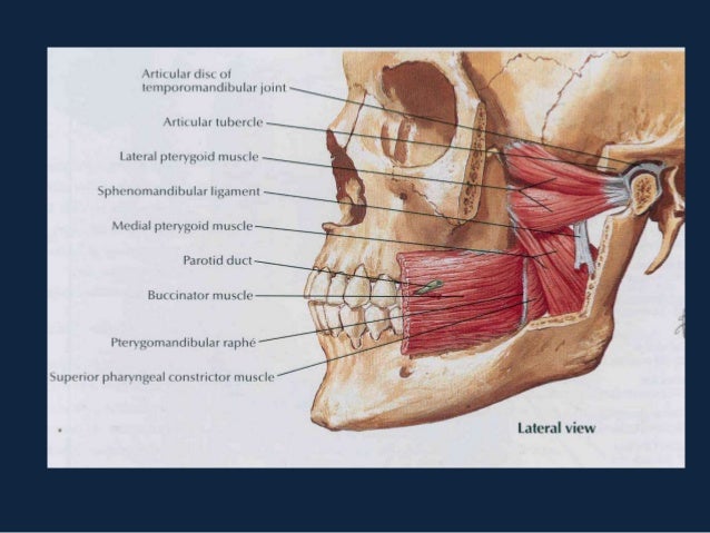 tmj diagram tmj disc anatomy diagram tmj get free image about wiring tmj diagram tmj disc anatomy diagram tmj get free image about wiring