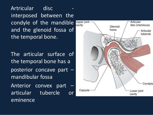 tmj anatomy tmj anatomy