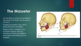 The Masseter
As the fibres contracts,mandible is
elevated and teeth are brough in
contact.
Superficial portion may aid in
protruding the mandible.
Deep portion stabilizses the
condyle against articular
eminence when mandible is
protruded and biting force is
applied.
 