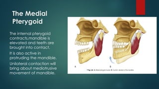 The Medial
Pterygoid
The internal pterygoid
contracts,mandible is
elevated and teeth are
brought into contact.
It is also active in
protruding the mandible.
Unilateral contaction will
bring about mediotrusive
movement of mandible.
 