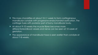  This mass chondrifies at about 10-11 week to form cartilagineous
mandibular condyle with progressive endochondral ossification. The
cartilage fuses with posterior part of bony mandibular body.
 At about 9-10 weeks the muscle fibres becomes more
differentiated.Blood vessels and nerve can be seen at 10 week of
gestation.
 The appearance of mandibular fossa is seen earlier than condyle at
about 7-8 weeks.
 