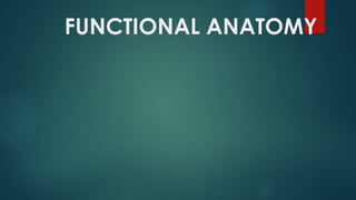 FUNCTIONAL ANATOMY
 