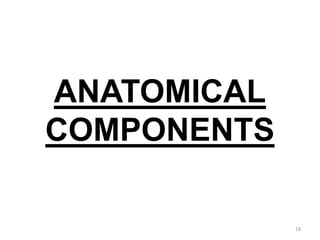 ANATOMICAL
COMPONENTS
18
 