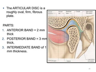  The ARTICULAR DISC is a
roughly oval, firm, fibrous
plate.
PARTS:
1. ANTERIOR BAND = 2 mm
thick
2. POSTERIOR BAND = 3 mm
thick,
3. INTERMEDIATE BAND of 1
mm thickness.
28
 