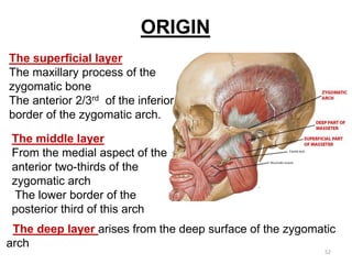 The superficial layer
The maxillary process of the
zygomatic bone
The anterior 2/3rd of the inferior
border of the zygomatic arch.
The middle layer
From the medial aspect of the
anterior two-thirds of the
zygomatic arch
The lower border of the
posterior third of this arch
The deep layer arises from the deep surface of the zygomatic
arch
ORIGIN
52
 