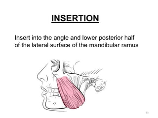 53
INSERTION
Insert into the angle and lower posterior half
of the lateral surface of the mandibular ramus
 