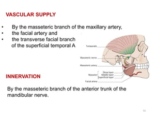 VASCULAR SUPPLY
• By the masseteric branch of the maxillary artery,
• the facial artery and
• the transverse facial branch
of the superficial temporal A
INNERVATION
By the masseteric branch of the anterior trunk of the
mandibular nerve.
55
 