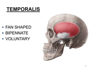 TEMPORALIS
 FAN SHAPED
 BIPENNATE
 VOLUNTARY
56
 