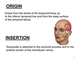 57
ORIGIN
Arises from the whole of the temporal fossa up
to the inferior temporal line and from the deep surface
of the temporal fascia.
INSERTION
Temporalis is attached to the coronoid process and to the
anterior border of the mandibular ramus
 