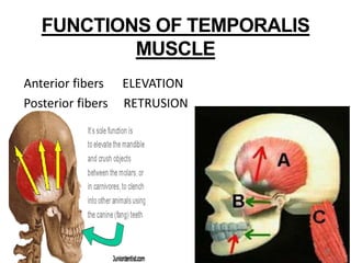 Temporal Muscle Function Tmj and prosthodontic implications | PPTX