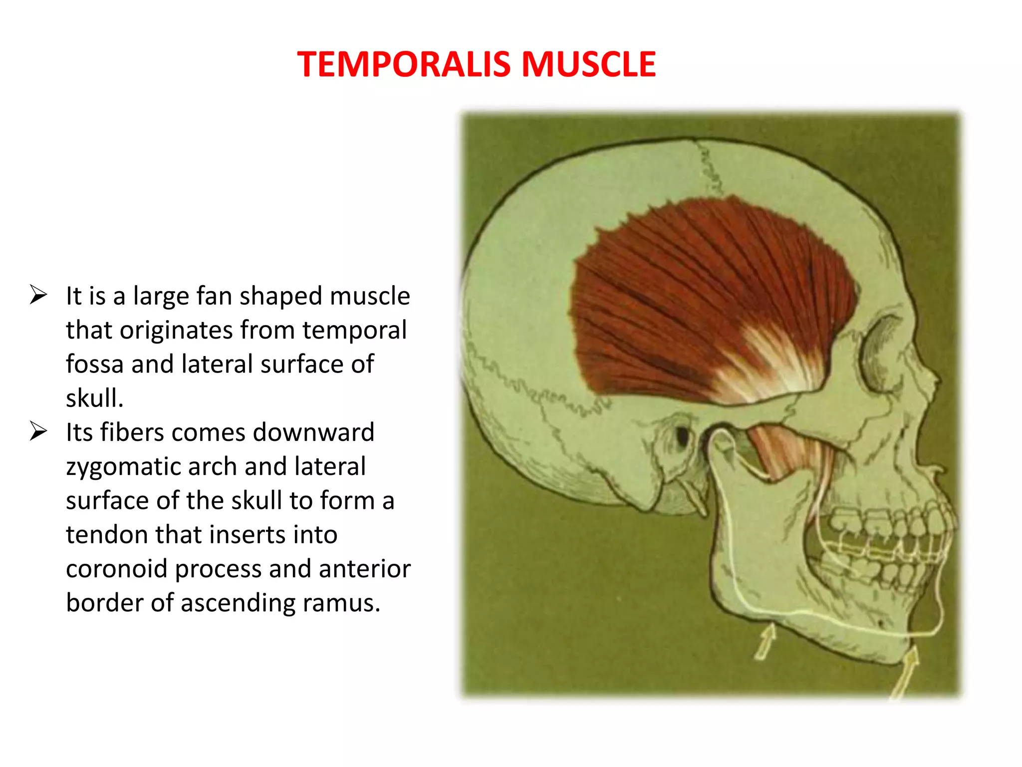 Temporal Muscle Function Tmj examination & imaging | PPTX