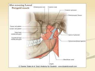 After removing Lateral
Pterygoid muscle
 