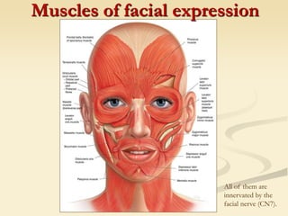 Muscles of facial expression
All of them are
innervated by the
facial nerve (CN7).
 