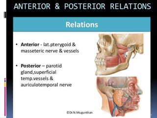 Tmj Relations TEMPOROMANDIBULAR JOINT | PPTX