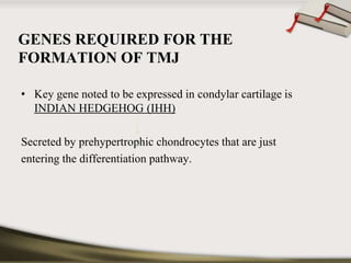 GENES REQUIRED FOR THE 
FORMATION OF TMJ 
• Key gene noted to be expressed in condylar cartilage is 
INDIAN HEDGEHOG (IHH) 
Secreted by prehypertrophic chondrocytes that are just 
entering the differentiation pathway. 
 