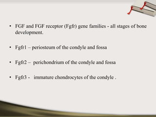 • FGF and FGF receptor (Fgfr) gene families - all stages of bone 
development. 
• Fgfr1 – periosteum of the condyle and fossa 
• Fgfr2 – perichondrium of the condyle and fossa 
• Fgfr3 - immature chondrocytes of the condyle . 
 