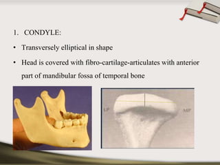1. CONDYLE: 
• Transversely elliptical in shape 
• Head is covered with fibro-cartilage-articulates with anterior 
part of mandibular fossa of temporal bone 
 
