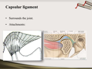 Capsular ligament 
• Surrounds the joint. 
• Attachments: 
 