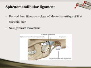Sphenomandibular ligament 
• Derived from fibrous envelope of Meckel’s cartilage of first 
branchial arch 
• No significant movement 
 