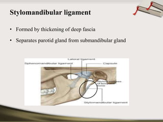 Stylomandibular ligament 
• Formed by thickening of deep fascia 
• Separates parotid gland from submandibular gland 
 