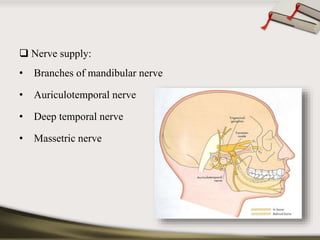  Nerve supply: 
• Branches of mandibular nerve 
• Auriculotemporal nerve 
• Deep temporal nerve 
• Massetric nerve 
 