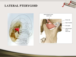 LATERAL PTERYGOID 
 