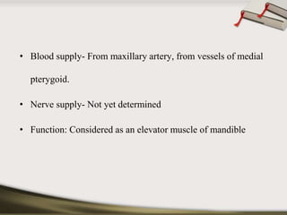 • Blood supply- From maxillary artery, from vessels of medial 
pterygoid. 
• Nerve supply- Not yet determined 
• Function: Considered as an elevator muscle of mandible 
 