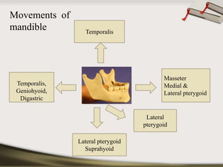 Temporalis 
Temporalis, 
Geniohyoid, 
Digastric 
Lateral 
pterygoid 
Lateral pterygoid 
Suprahyoid 
Masseter 
Medial & 
Lateral pterygoid 
Movements of 
mandible 
 