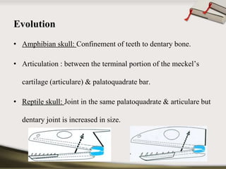 Evolution 
• Amphibian skull: Confinement of teeth to dentary bone. 
• Articulation : between the terminal portion of the meckel’s 
cartilage (articulare) & palatoquadrate bar. 
• Reptile skull: Joint in the same palatoquadrate & articulare but 
dentary joint is increased in size. 
 