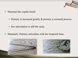 • Mammal like reptile fossil: 
– Dentary is increased greatly & possess a coronoid process. 
– Jaw articulation is still the same. 
• Mammals: Dentary articulates with the temporal bone. 
 