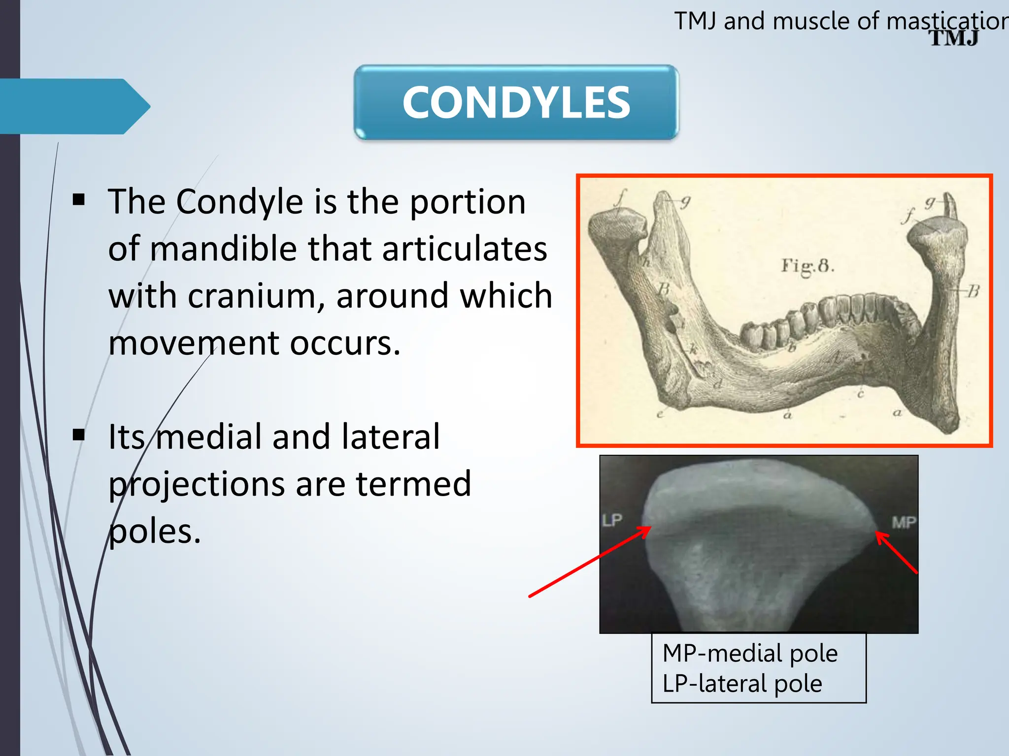 Temporomandibular joint Muscles of Mastication | PPT