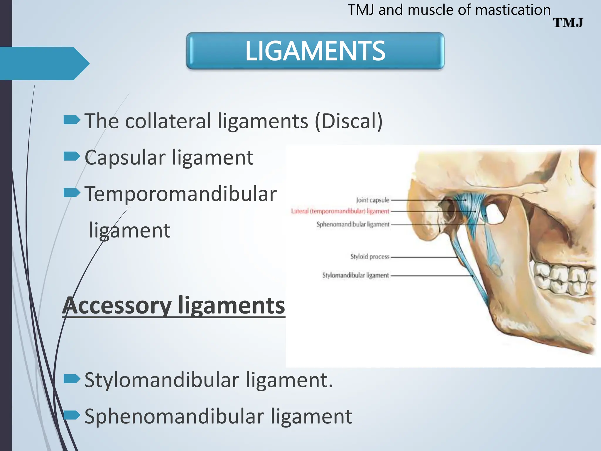 Temporomandibular joint Muscles of Mastication | PPT