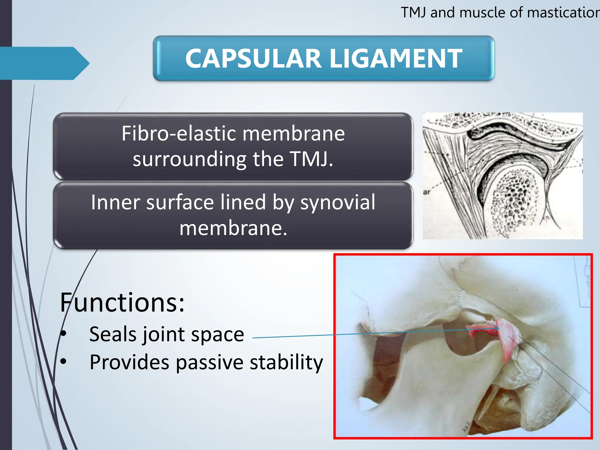 Temporomandibular joint Muscles of Mastication | PPT