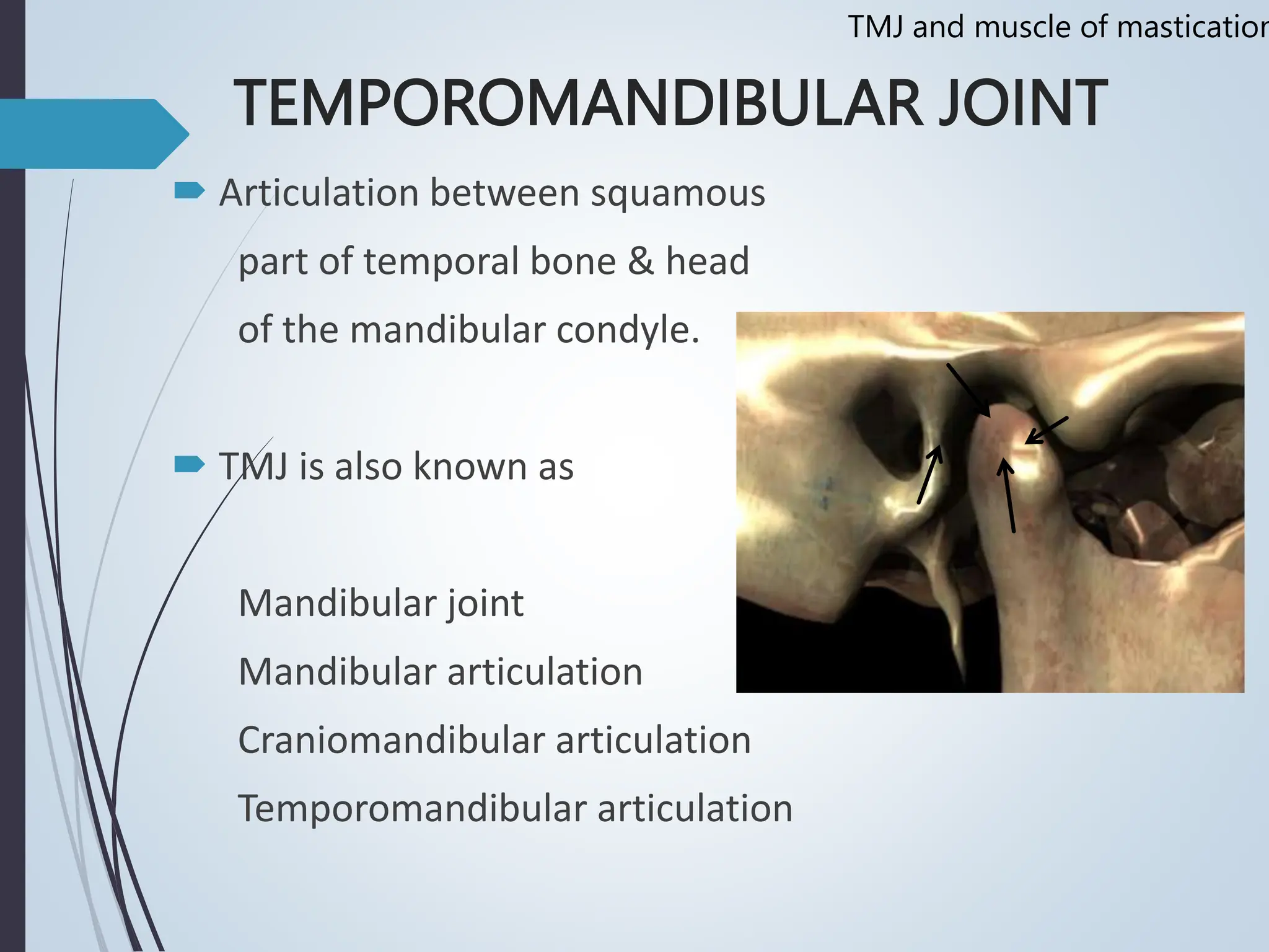 Temporomandibular joint Muscles of Mastication | PPT