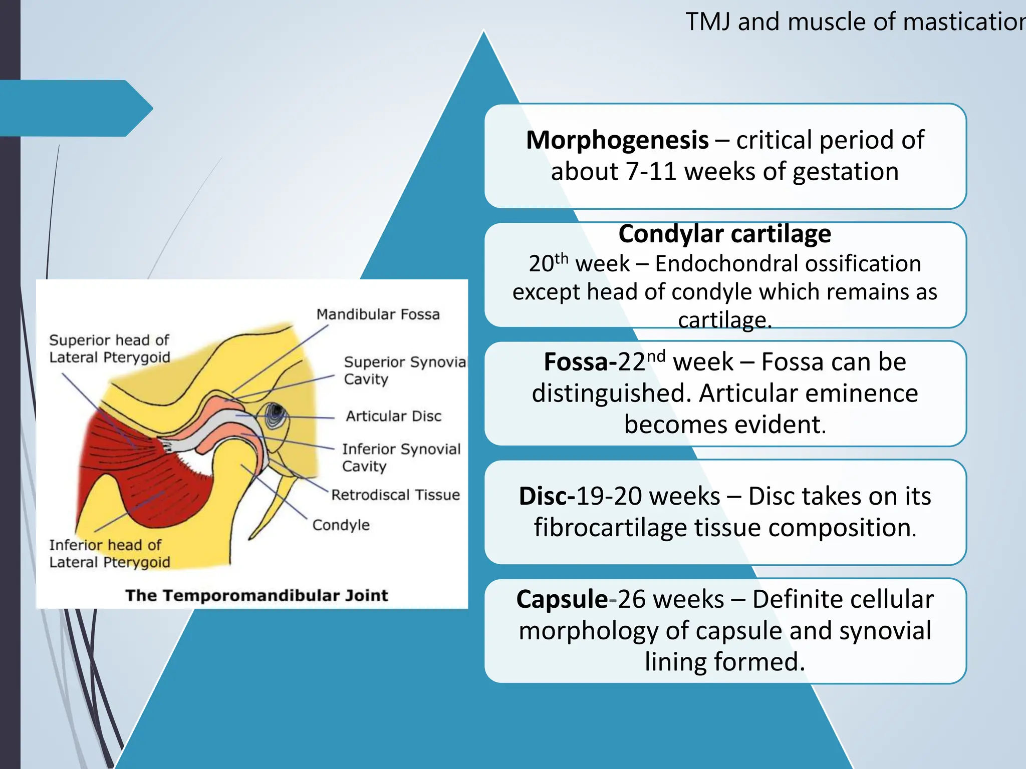 Temporomandibular joint Muscles of Mastication | PPT